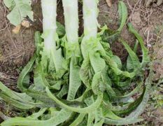 大量莴笋上市需要的联系我18070675680