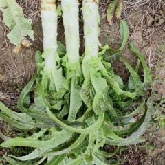 大量莴笋上市需要的联系我18070675680