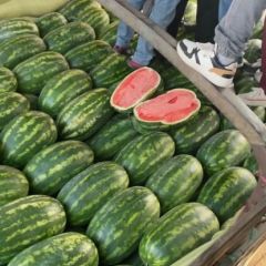 2023云南口岸精品P2西瓜洪磊团队诚信代发全国