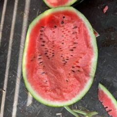 精品甜王孙二团队大量现货供应13204466868