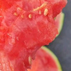 精品美都麒麟现货大量供应13204466868