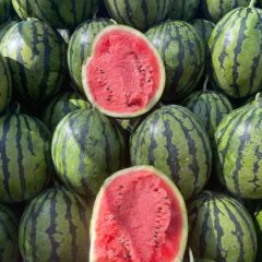 河北保定精品甜王 洪磊团队诚信代发全国