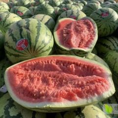 新疆吐鲁番金城五号西瓜