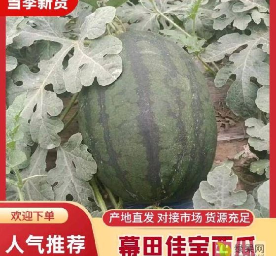 幕甜佳宝西瓜价格