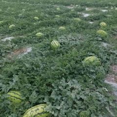 金花一号十二斤起步