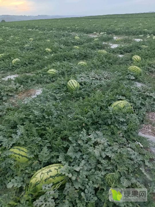 硒砂瓜价格