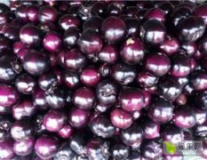 大量批发优质紫色园茄子