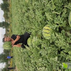 供应品种：庆红系列，育杰红杉