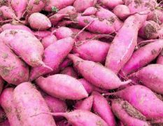 湖北宜城紫薯大量上市中承接大型电商市场货