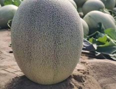 小蜜圓網(wǎng)玉姑甜瓜