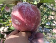 陜西冰糖心紙加膜紅富士蘋果批發(fā)，紙加膜紅