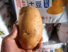 金乡冷库储存荷兰十五 沃土 V七