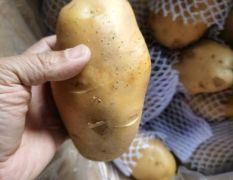 金乡冷库保鲜土豆大量供应