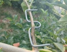 还果树拉枝器M型别枝器定型器