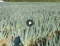 赤峰大葱海量有货