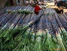 供应黑甘蔗种苗