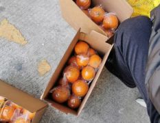 钟祥泉水柑大量上市了