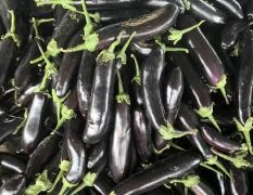 茄子，长茄子，圆茄子产地