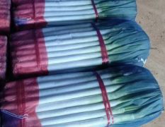 新野刚葱 产地直供