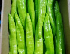 黄皮椒，螺丝椒，泡椒，苏椒等各种辣椒产地