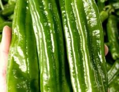 泡椒，301辣椒，螺丝椒，黄皮椒等各种辣