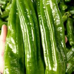 泡椒，301辣椒，螺丝椒，黄皮椒等各种辣