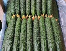 密刺青瓤黄瓜直供产地