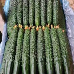 密刺青瓤黄瓜直供产地