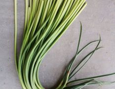 金乡冷库储存蒜苔