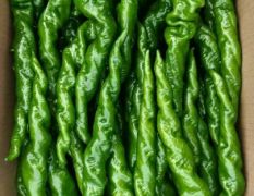 螺丝椒，泡椒，芜湖椒等各种辣椒直销产地