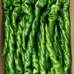 螺丝椒，泡椒，芜湖椒等各种辣椒直销产地