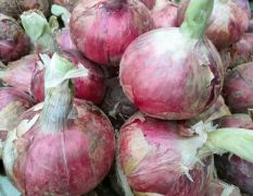 金乡泰蒜业大量供应大蒜，洋葱，蒜苔