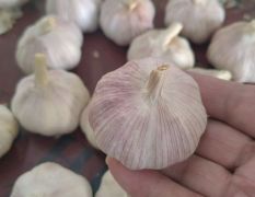 冷库储存和配资，供应各地市场