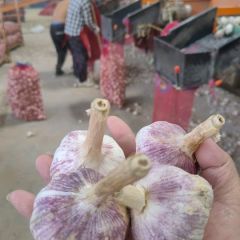 金乡永昌专业冷库储存，配资，出口，供应各