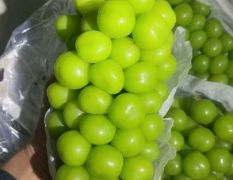 营口葡萄，想装精品阳光玫瑰的今天开库了