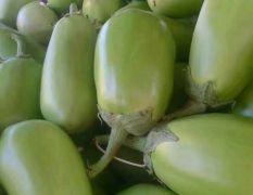 新野青茄大量现货供应
